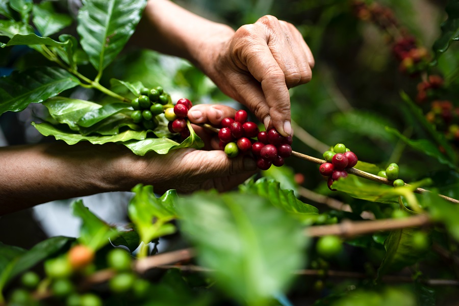 Coffee Plantation