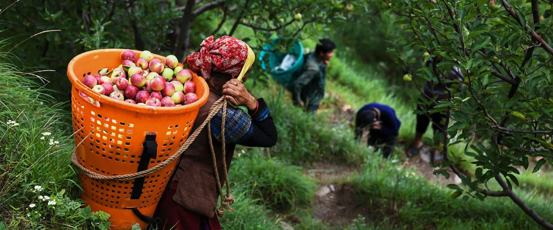 Land of Apple Orchards