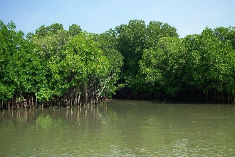 Mangrove Kandalvan safari