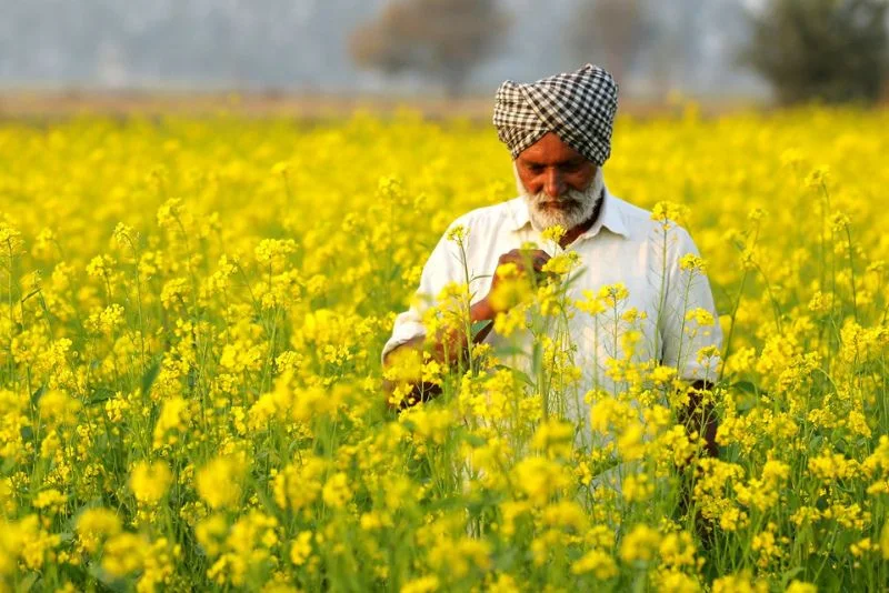 Farms of Punjab