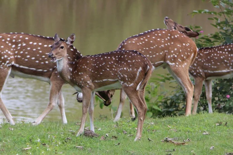 Wildlife and Heritage