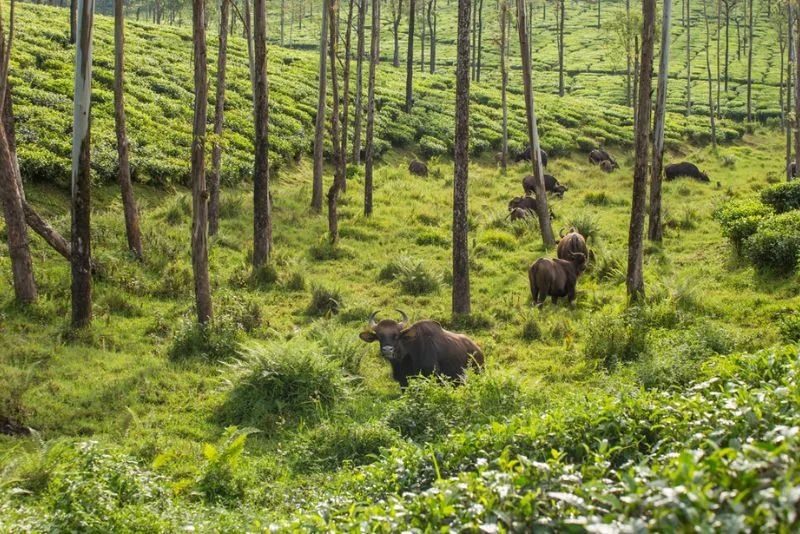 4 National Parks